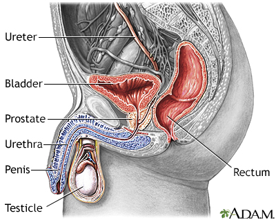 Zinnat prostatitis urethritis, Urethral prosztatitis