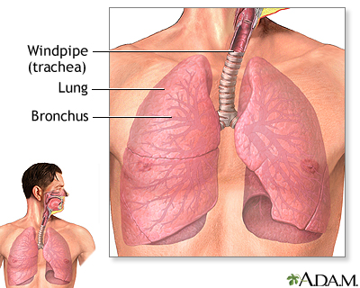 Lower respiratory tract - Illustration Thumbnail              