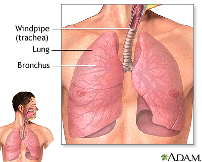 Lower respiratory tract - Illustration Thumbnail
                      