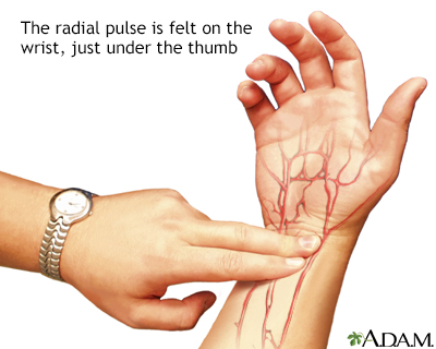 palpate brachial pulse