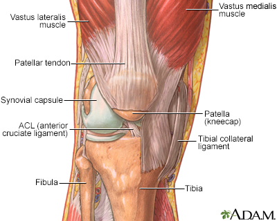 The structure of a joint - Illustration Thumbnail
              