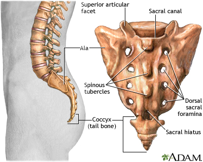 lumbar vertebrae x ray