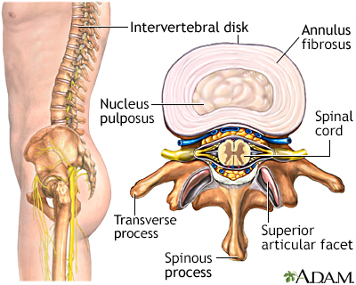 Anatomical Considerations of the Thoracic Spine