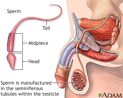 Sperm - Illustration Thumbnail              