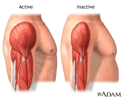 Active vs. inactive muscle