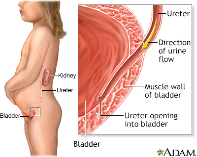 the urinary system for kids