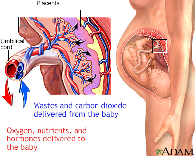 placenta and umbilical cord diagram