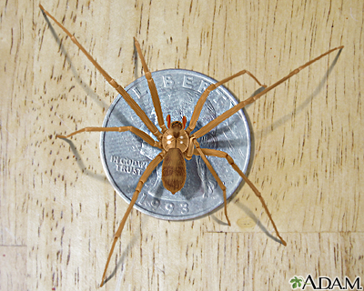 Brown recluse spider