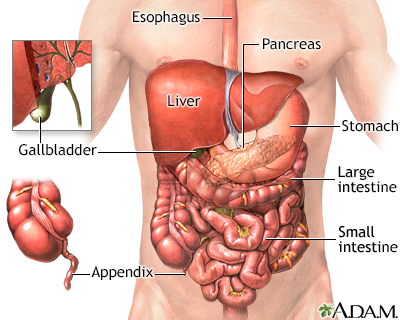 Organes abdominaux