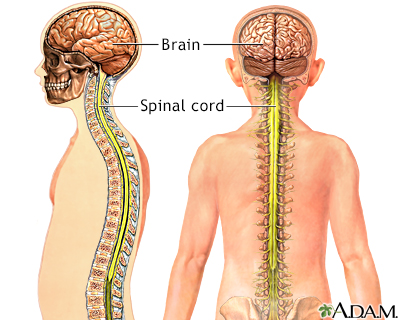 Image result for silver cord in spinal column