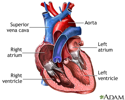 Heart chambers - Illustration Thumbnail
              