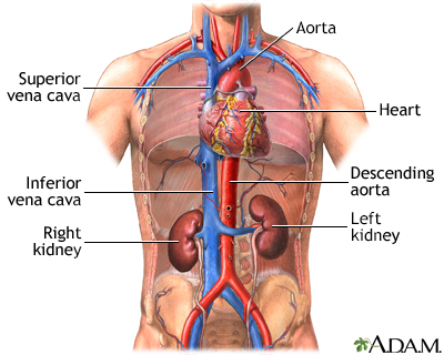 What Causes Lower Abdominal Pain In Females - Aether Health