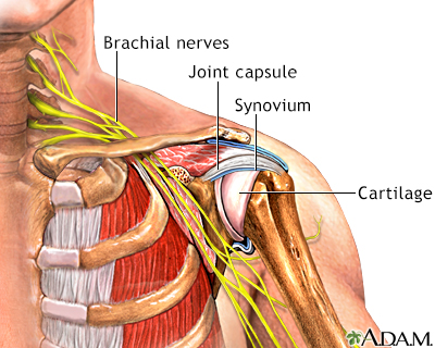 Shoulder joint - Illustration Thumbnail