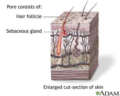 Hair follicle sebaceous gland - Illustration Thumbnail
              