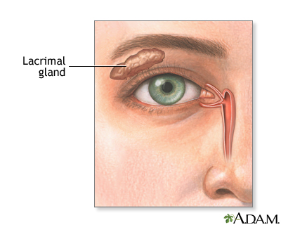 Lacrimal gland - Illustration Thumbnail
                      