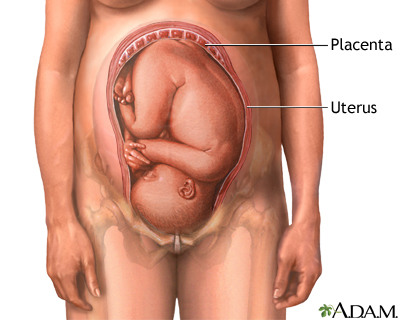 Placenta - Illustration Thumbnail              