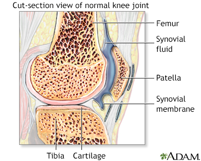 Synovial fluid - Illustration Thumbnail
                      