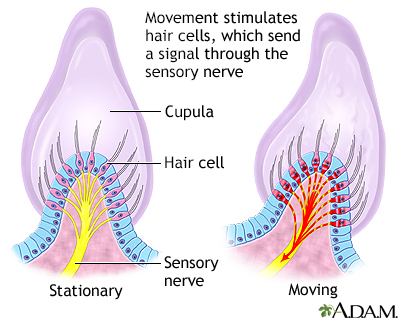 Vertigo Symptoms and Causes Penn Medicine