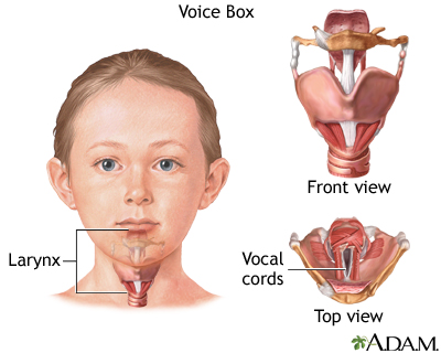 Voice box - Illustration Thumbnail
                      