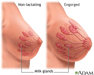 Breast Milk Glands