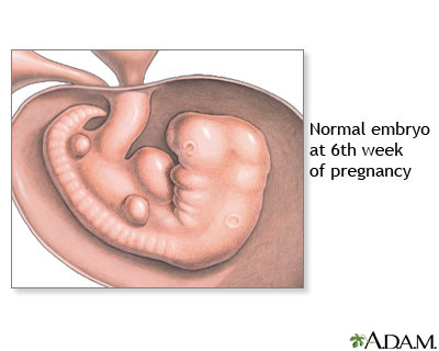 6 week old baby in hot sale the womb