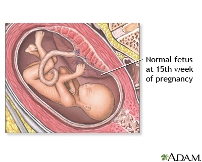 15 Week Old Fetus