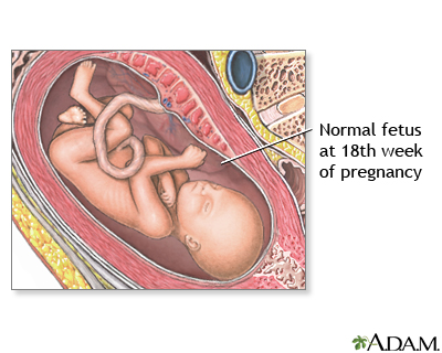 18 Week Old Fetus