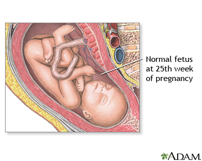 25 Week Old Fetus