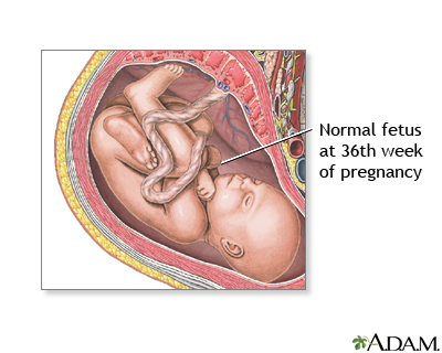 Your pregnancy at 36 weeks