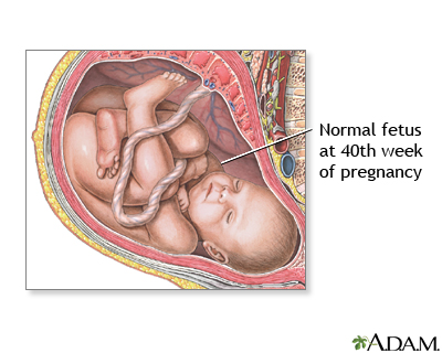 40 Week Old Fetus