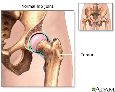 Normal hip joint anatomy