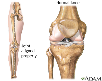 Normal knee alignment - Presentation Thumbnail
              