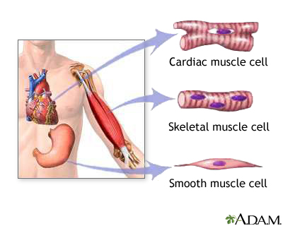 Types of muscle tissue