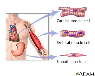 muscle cell diagram for kids