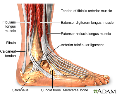 Ankle anatomy