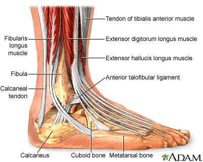 Ankle anatomy - Illustration Thumbnail
                      