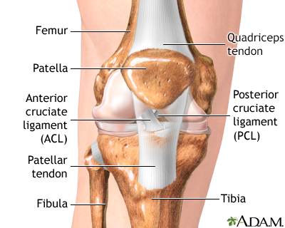 Anterior cruciate ligament (ACL) injury Information