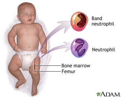 Neutrophil - Illustration Thumbnail
                      