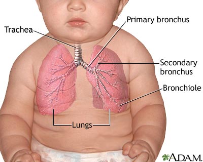 Lungs - infant - Illustration Thumbnail
              