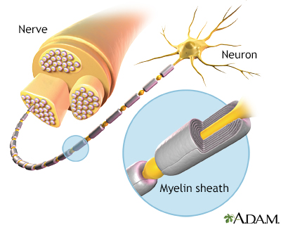 Myelin and nerve structure - Illustration Thumbnail
                      