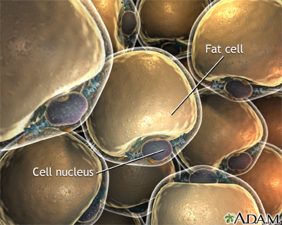 Lipocytes (fat cells) - Illustration Thumbnail
              