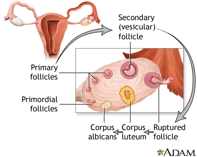 Follicle development - Illustration Thumbnail							