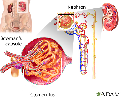 Nephrotic Syndrome Symptoms And Causes