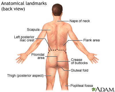 Anatomical landmarks adult - back - Illustration Thumbnail
              