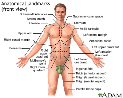 Anatomical landmarks adult - front - Illustration Thumbnail
              