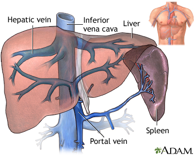 Hepatic venous circulation - Illustration Thumbnail