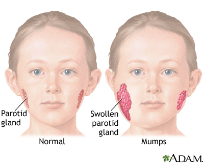 salivary glands diagram for kids