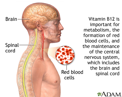 Vitamin B12 benefits - Illustration Thumbnail
                      