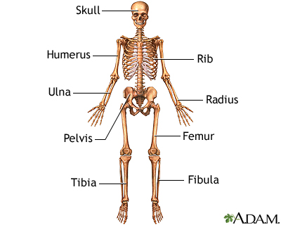 Anterior skeletal anatomy - Illustration Thumbnail
                      