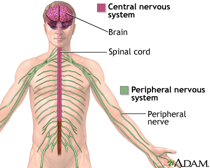 Central nervous system and peripheral nervous system - Illustration Thumbnail              